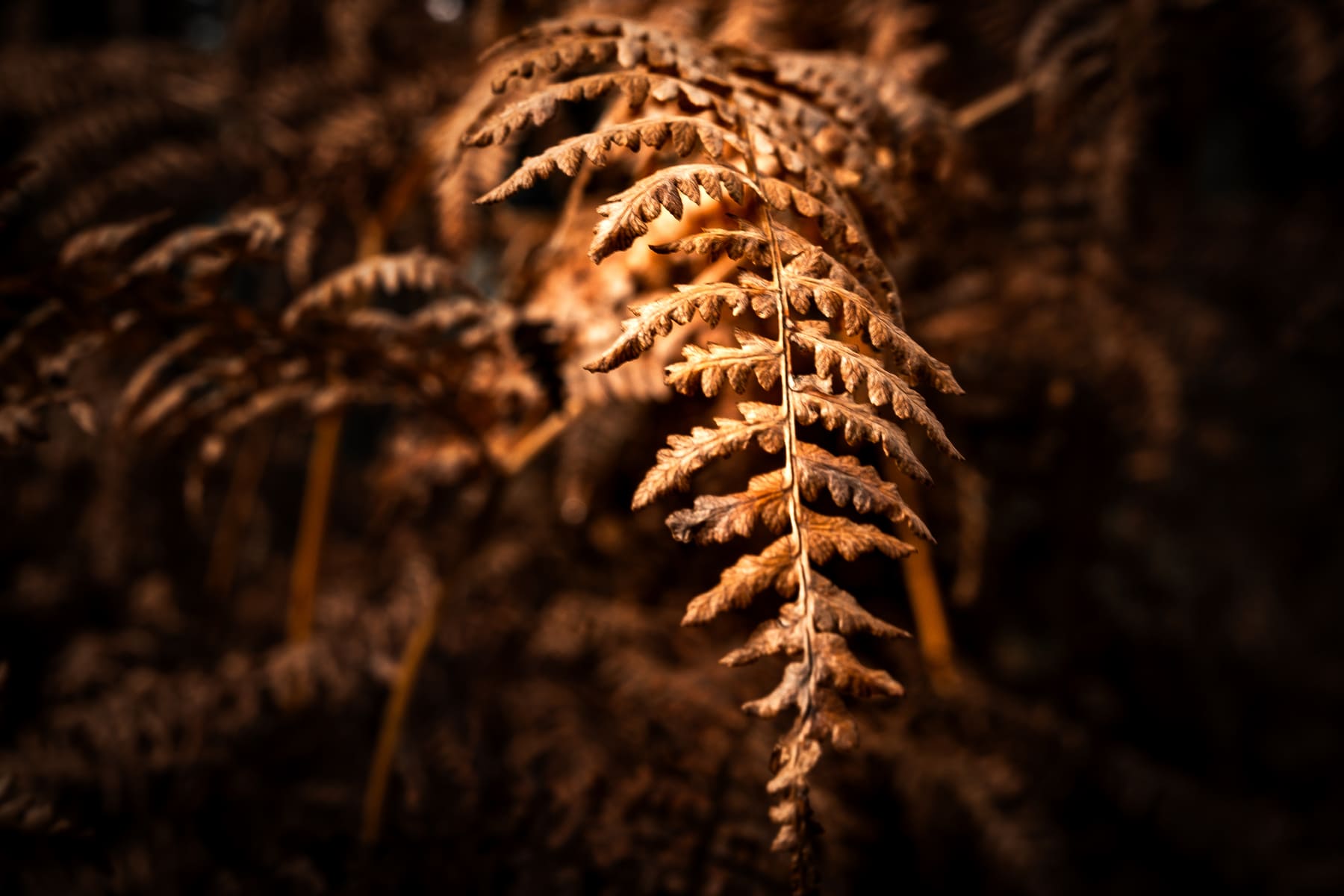 DSCF6453