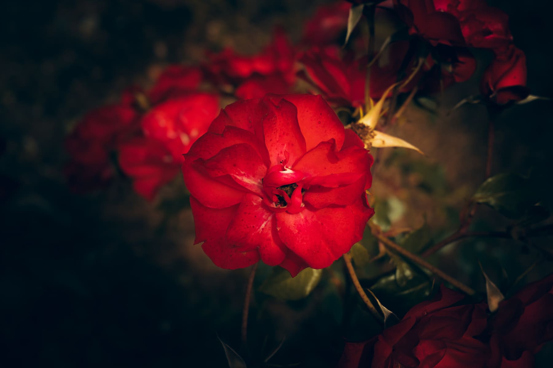 DSCF6555