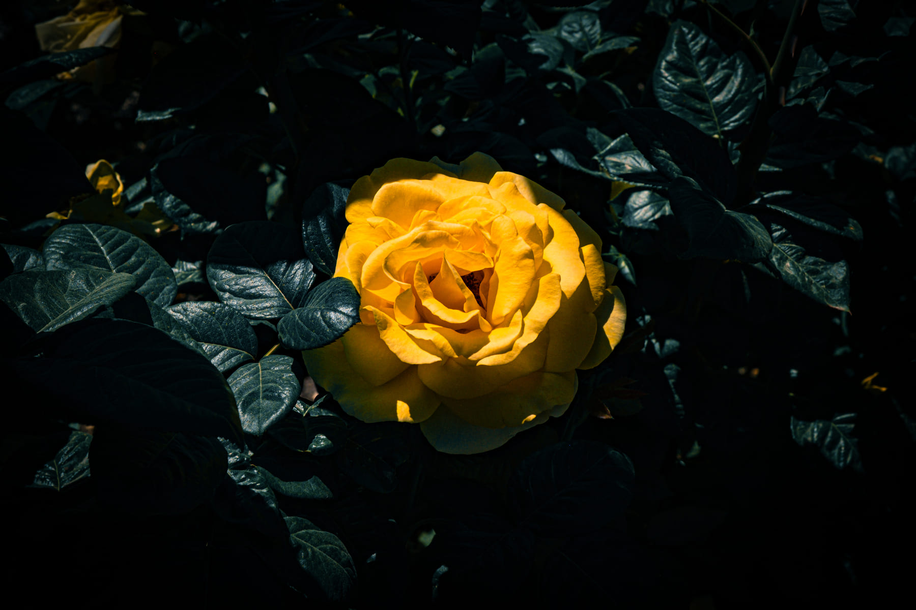 DSCF6767