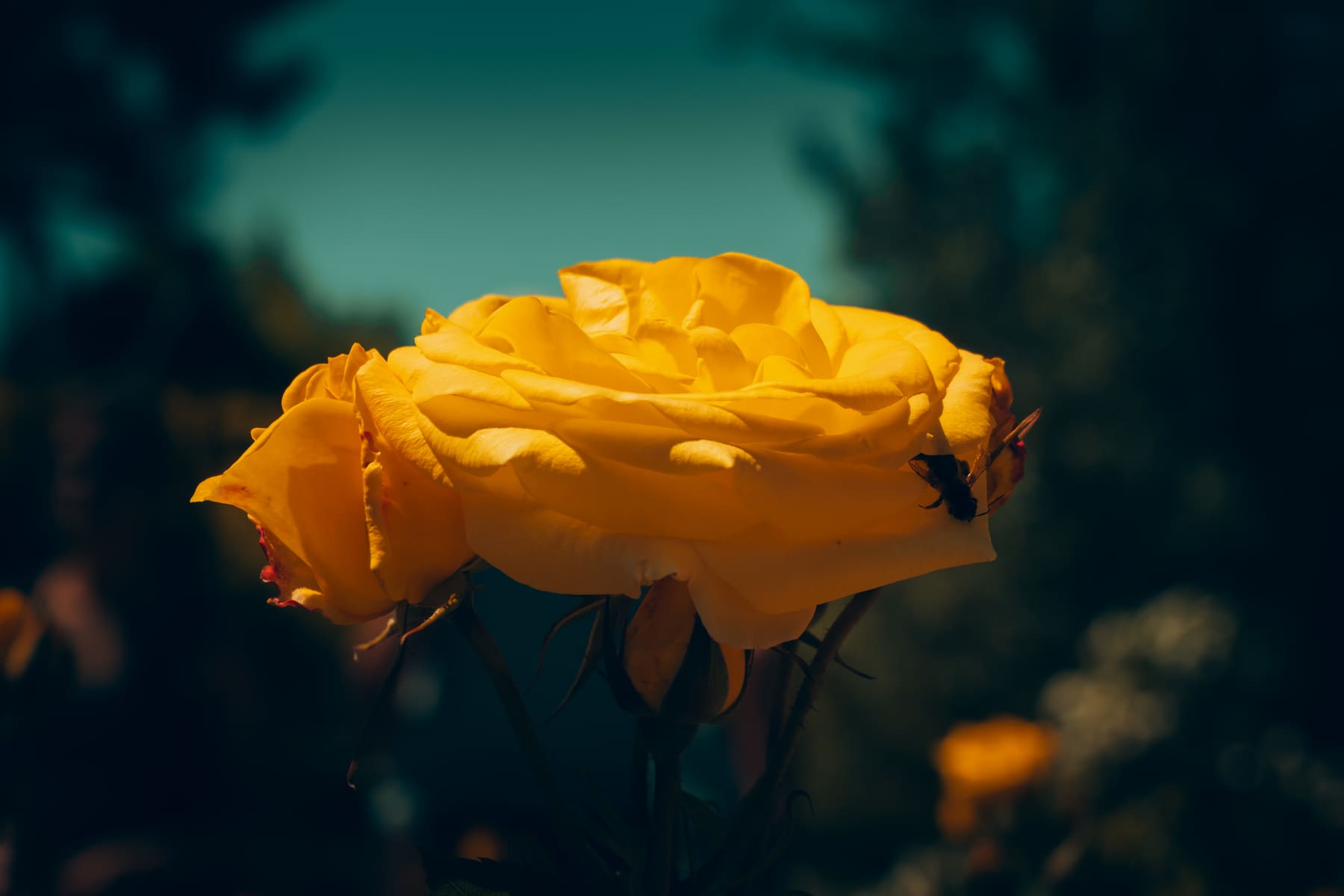 DSCF6779