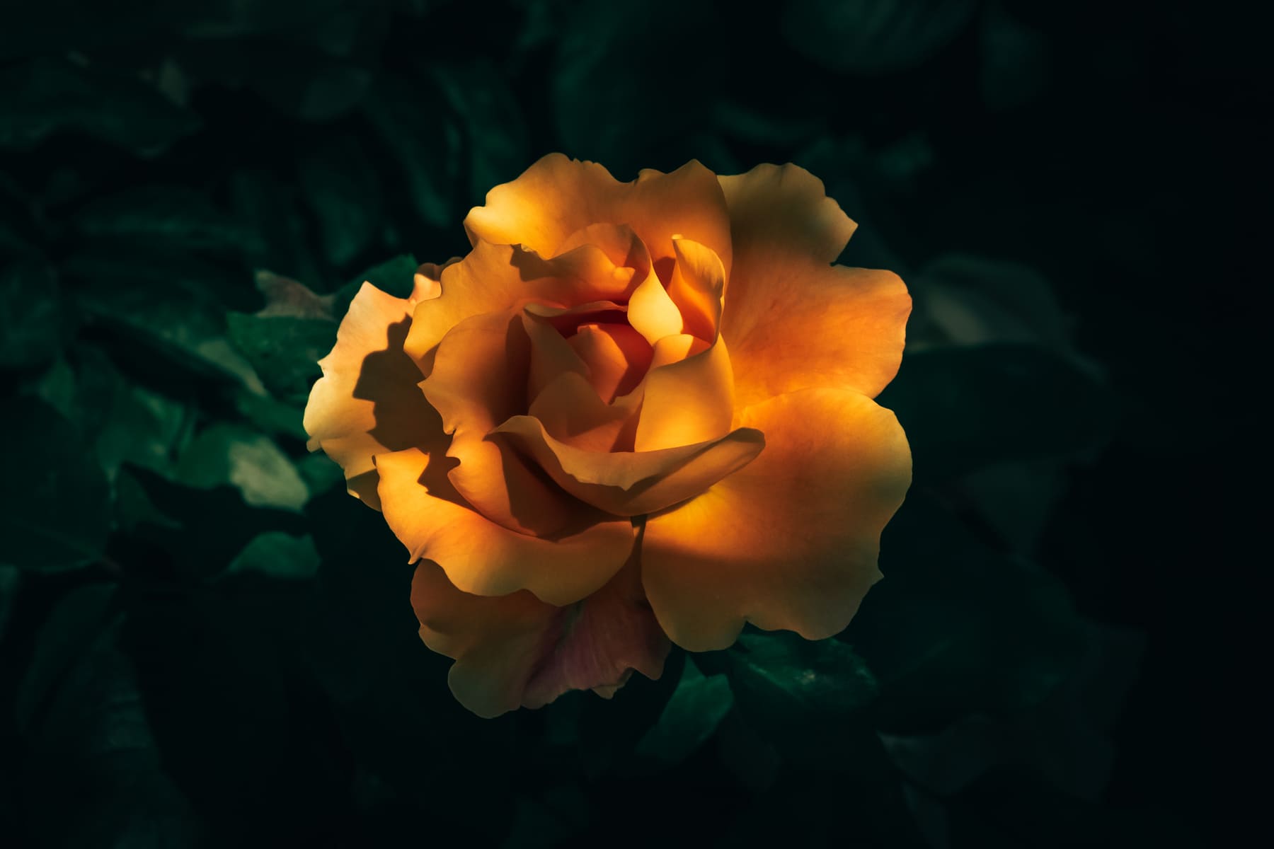 DSCF6834