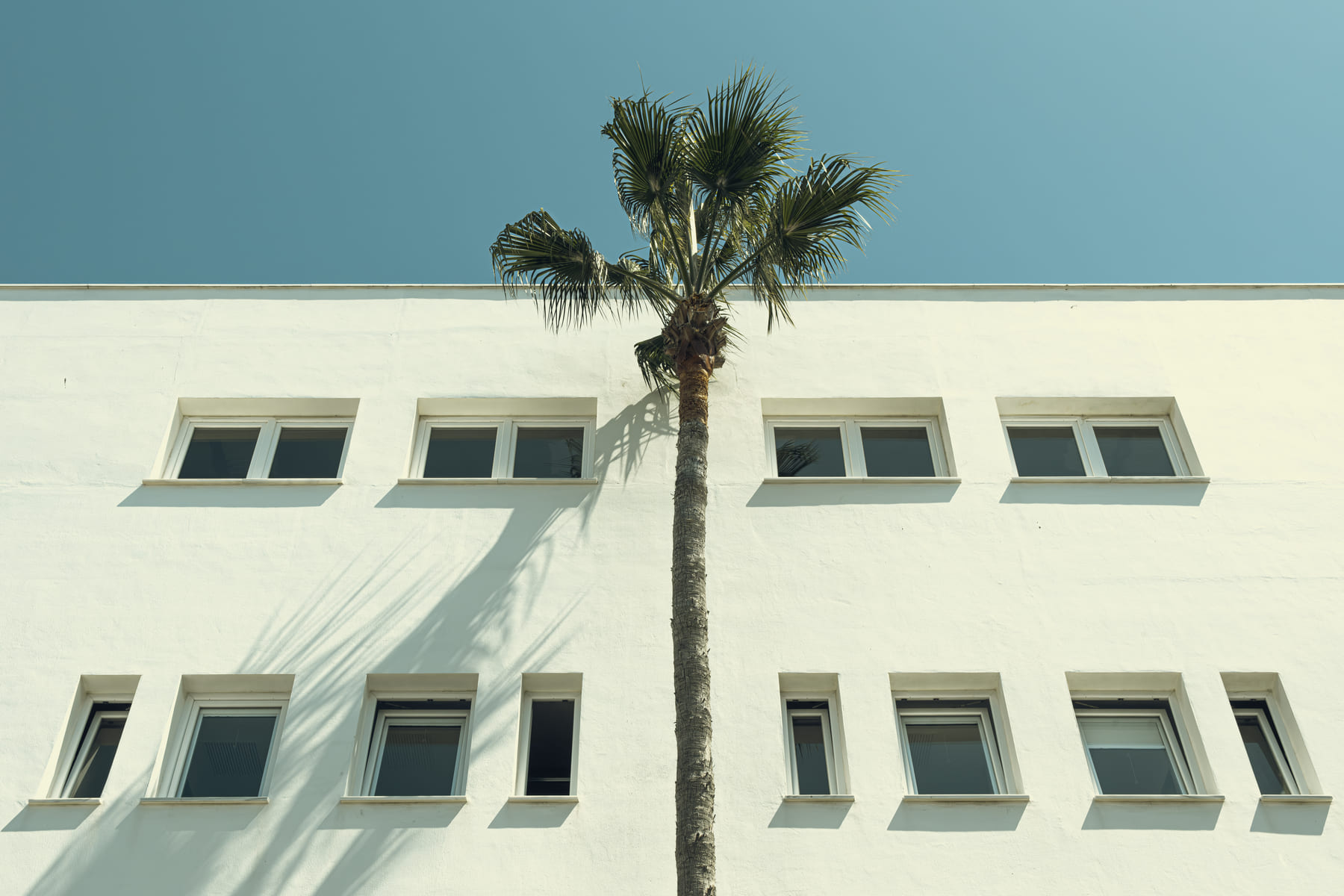 Palm_Tarifa